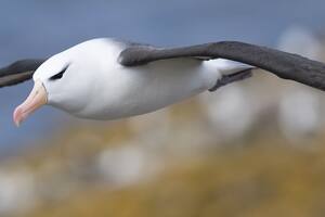 Los albatros, viajeros incansables de los océanos