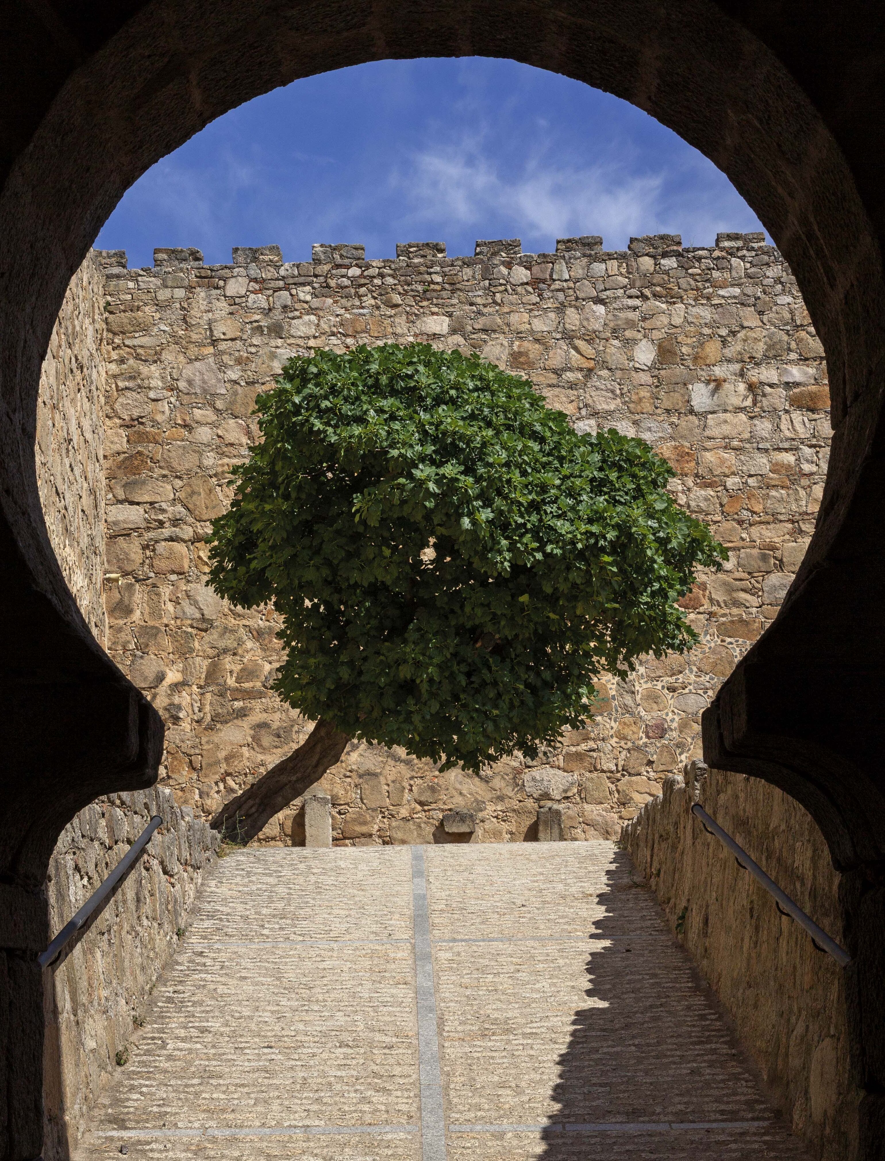 Una higuera bravía en la entrada del castillo de Trujillo