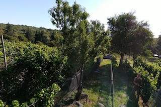 Córdoba, la meca de los alfajores, el fernet y ahora también del vino