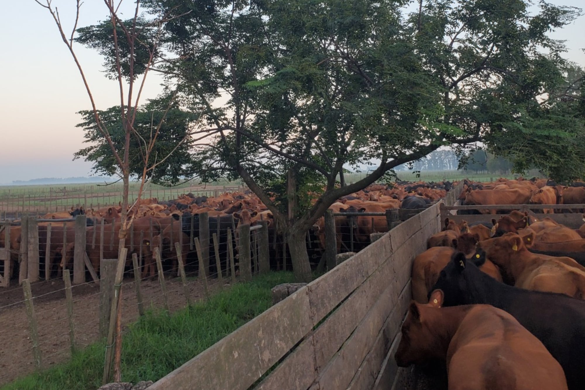 Cerca del 80% de los campos de cría del Salado tiene superficie con mayor aptitud productiva que puede aprovecharse con verdeos o pasturas