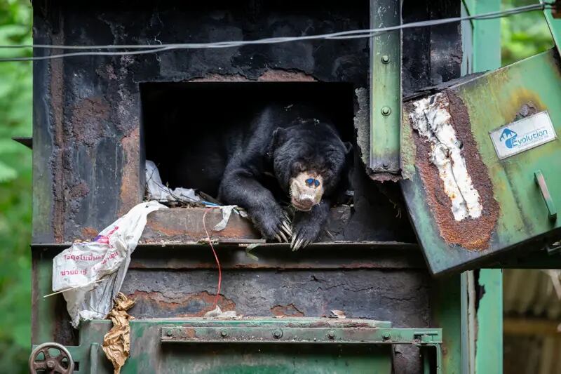 Un oso malayo se refugia de la lluvia en Tailandia