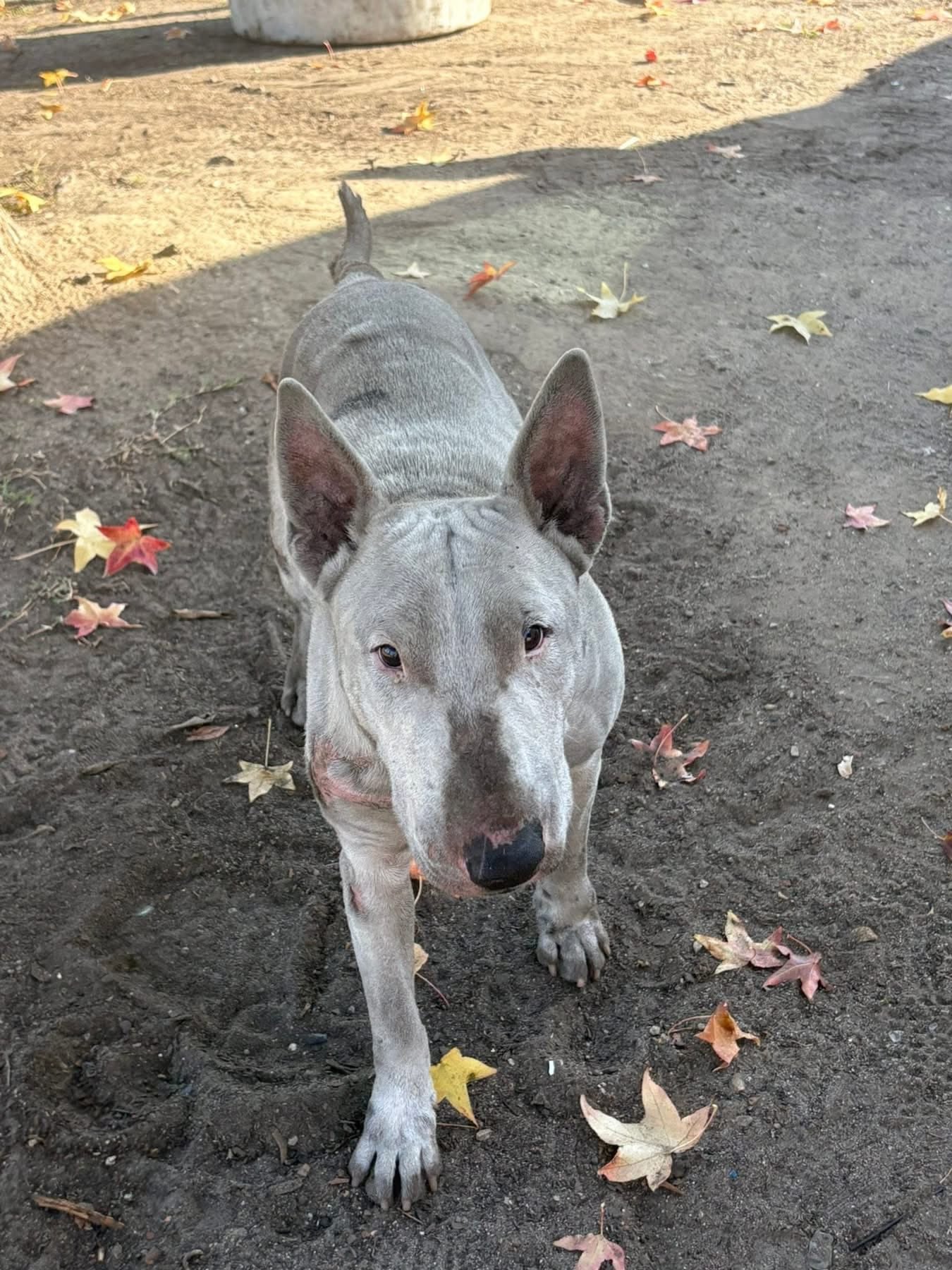 Sucio y lastimado, vagaba por las cercanías de un parque de hasta que alguien lo vio: “Hacía un año que pedía ayuda”