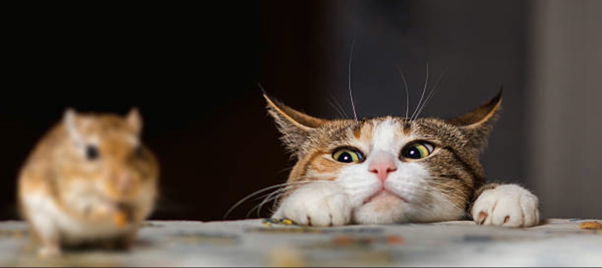 Estas son las señales que indicarían que un gato no es feliz con su dueño o en su casa