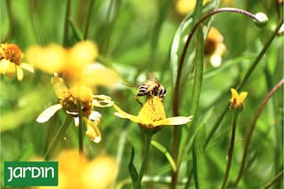 10 pequeños pasos para transformar un jardín tradicional en uno sostenible sin perder encanto