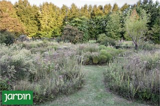 10 plantas fáciles para un jardín silvestre