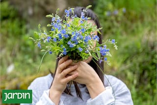 Por qué se aconseja sumar el azul al jardín y qué flores podés utilizar para hacerlo