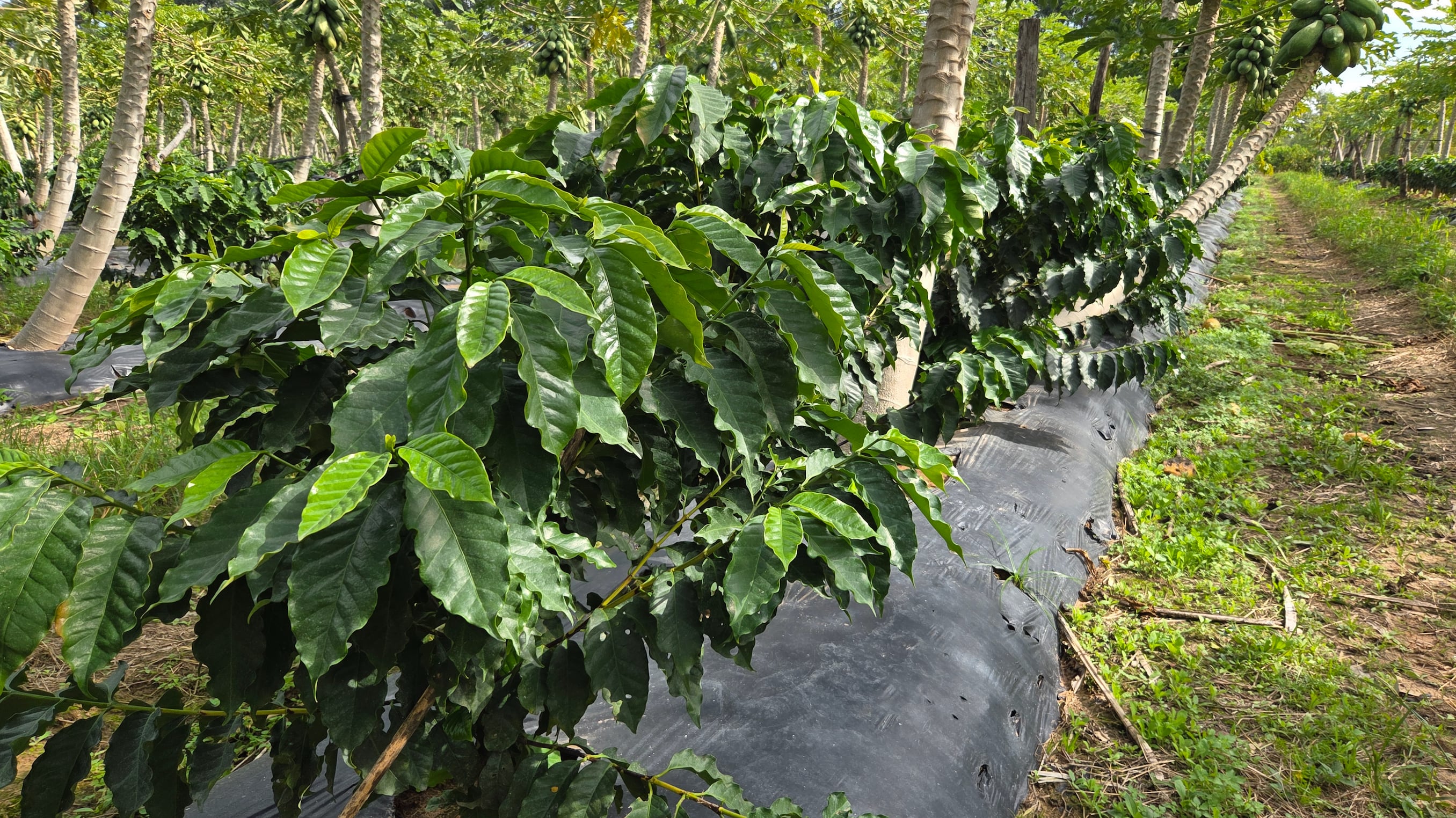 La familia Muollo desarrolla café de especialidad en Empedrado y apuesta a completar todo el proceso, desde el cultivo hasta el tostado y la venta