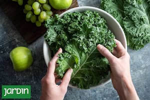La verdura que soporta las heladas, se planta todo el año y es ideal para empezar el día