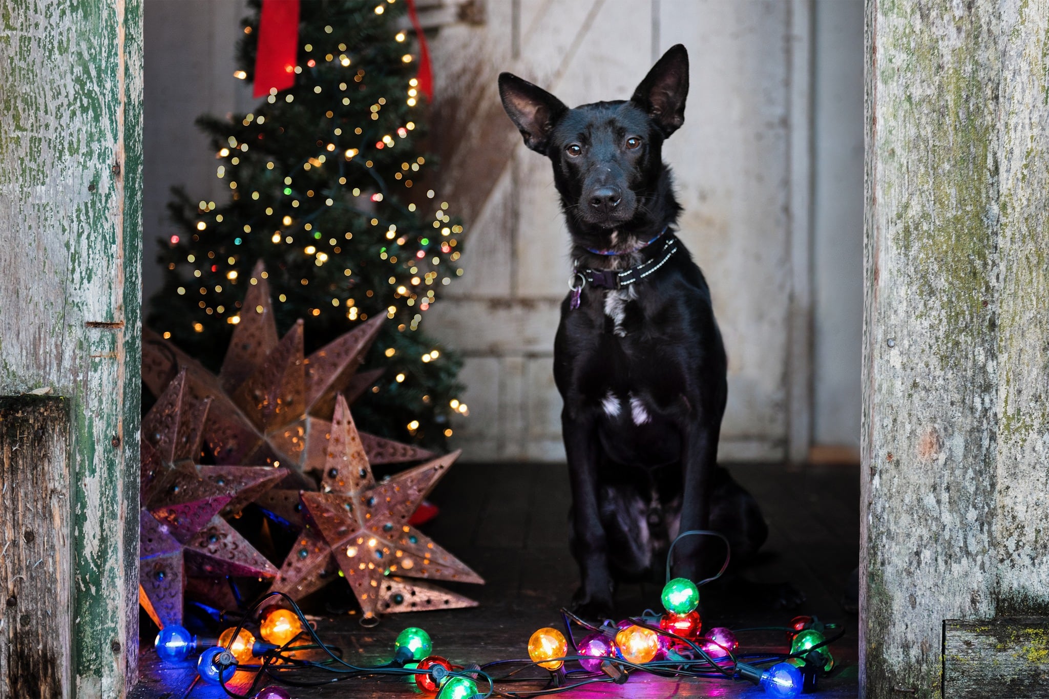En la víspera de la Navidad de ese año, con nuevo pelaje y ya recuperado.