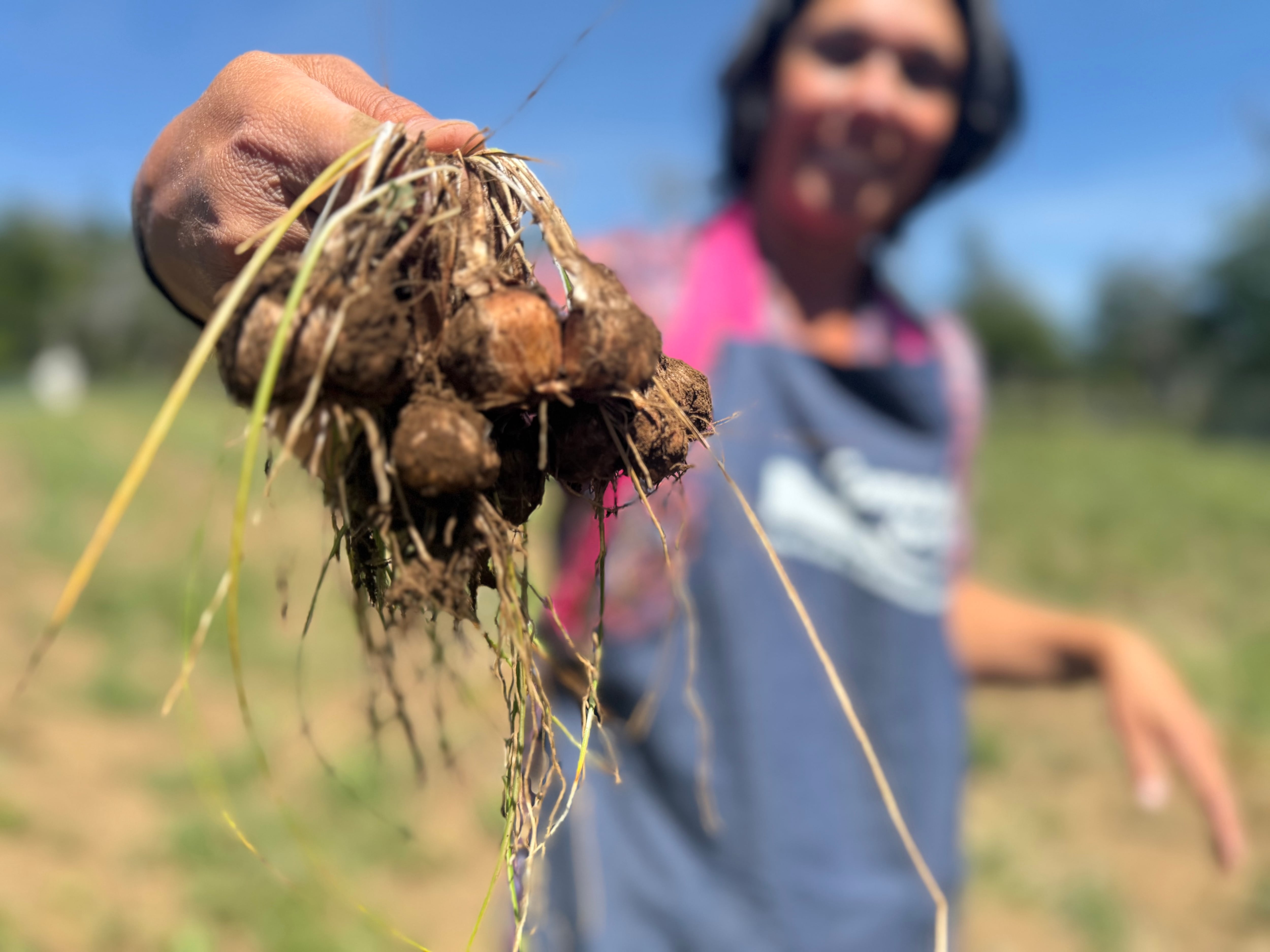 En Semana Santa, los cultivos de azafrán estarán en flor