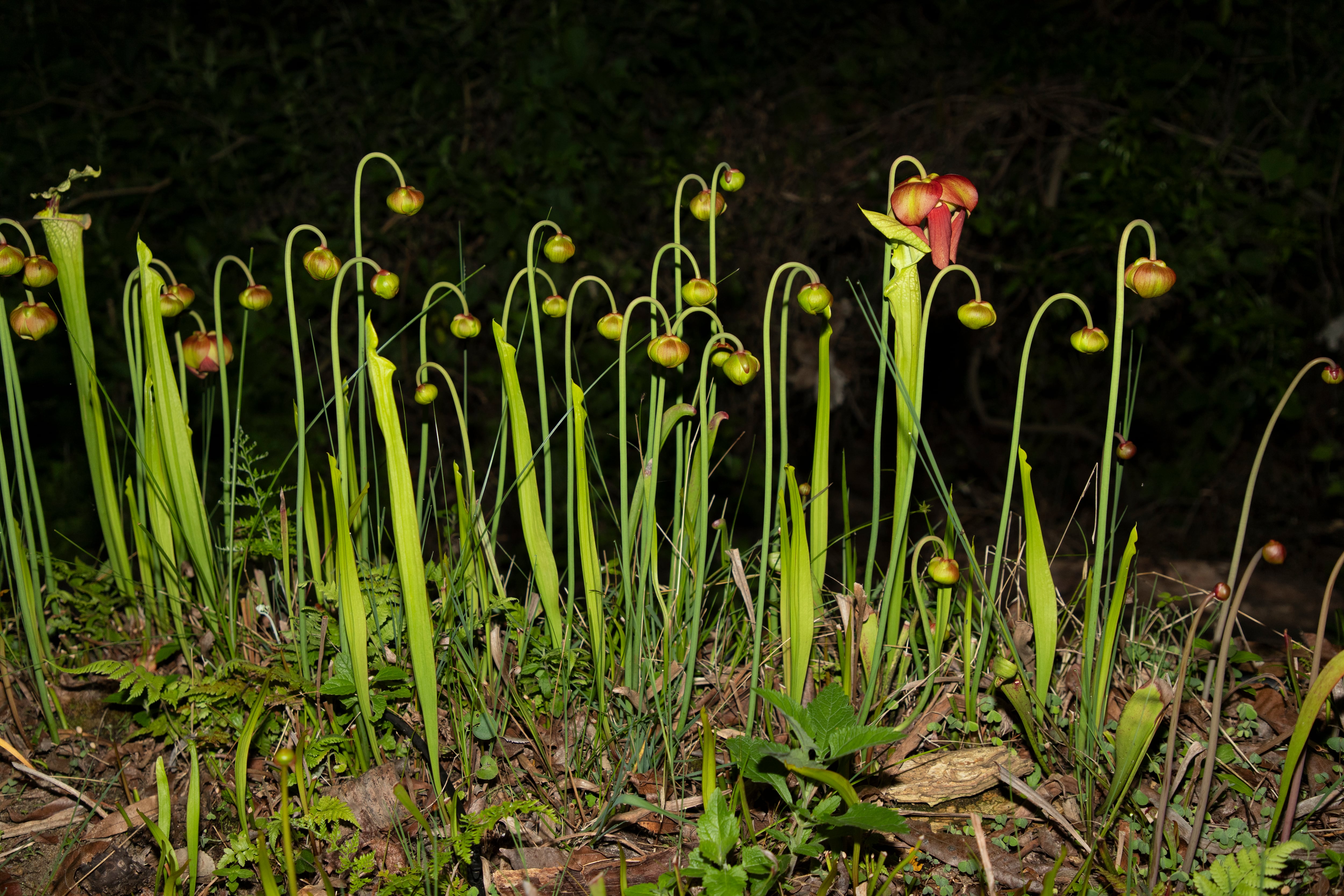 Plantas carnívoras en Jurassic Plant.