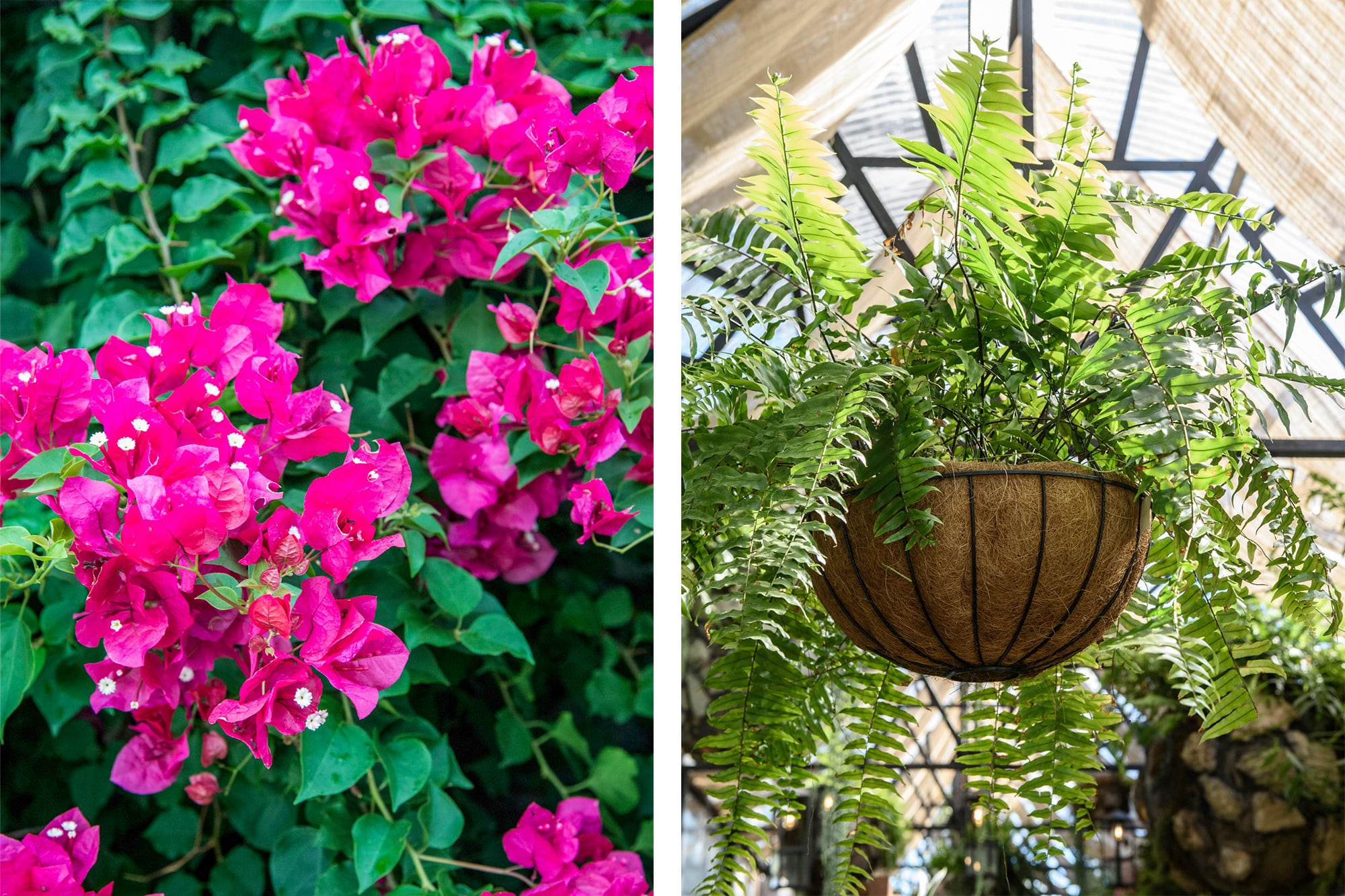 Bougainvillea spectabilis y helecho