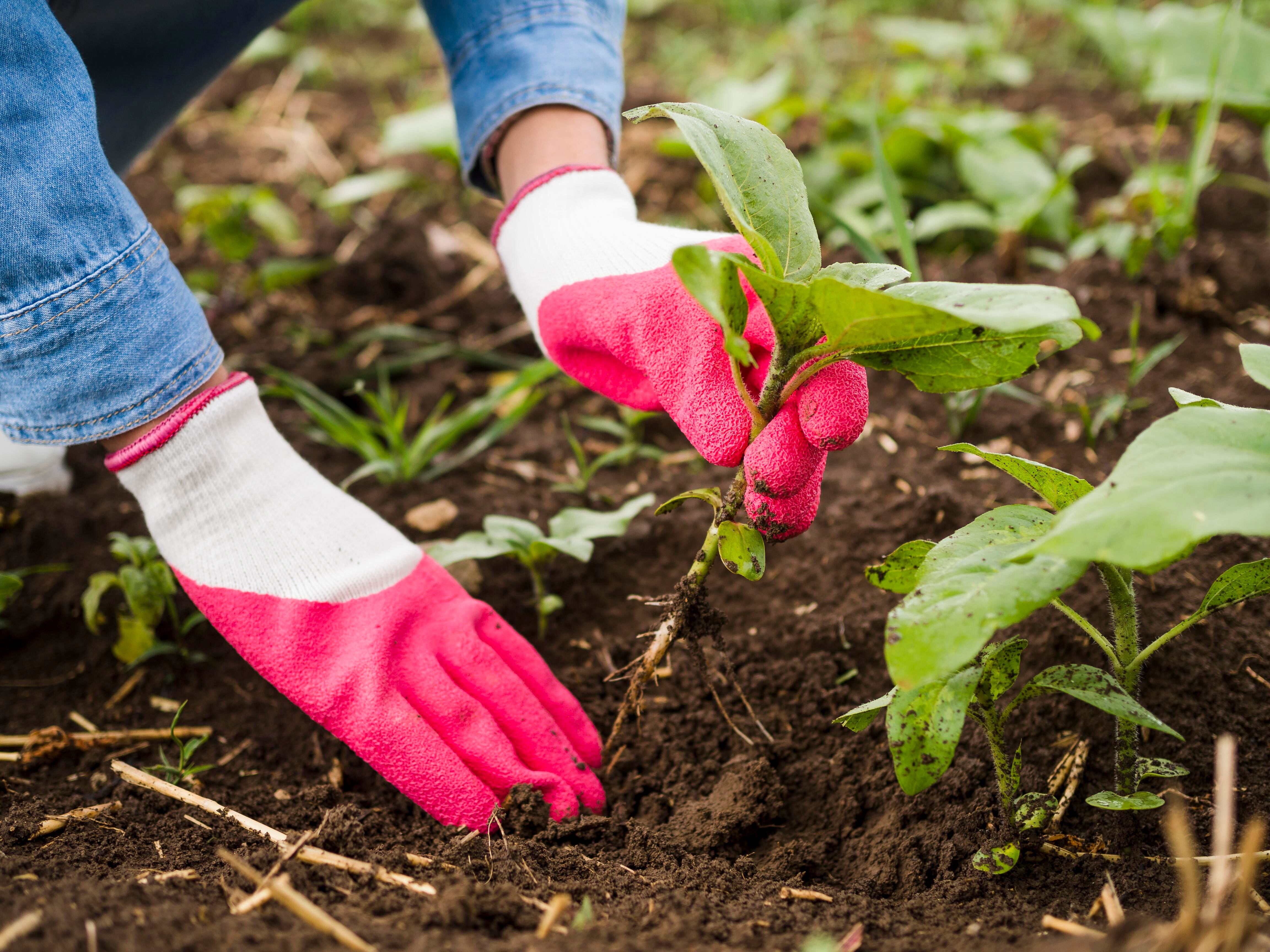 La siembra en primavera es recomendada por los expertos para ver crecer más fuertes las distintas especies