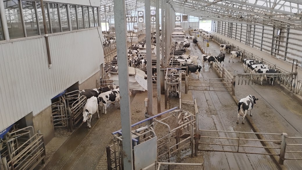 En Fair Oaks, las vacas viven en galpones free stall con cama de estiércol seco y se ordeñan tres veces por día