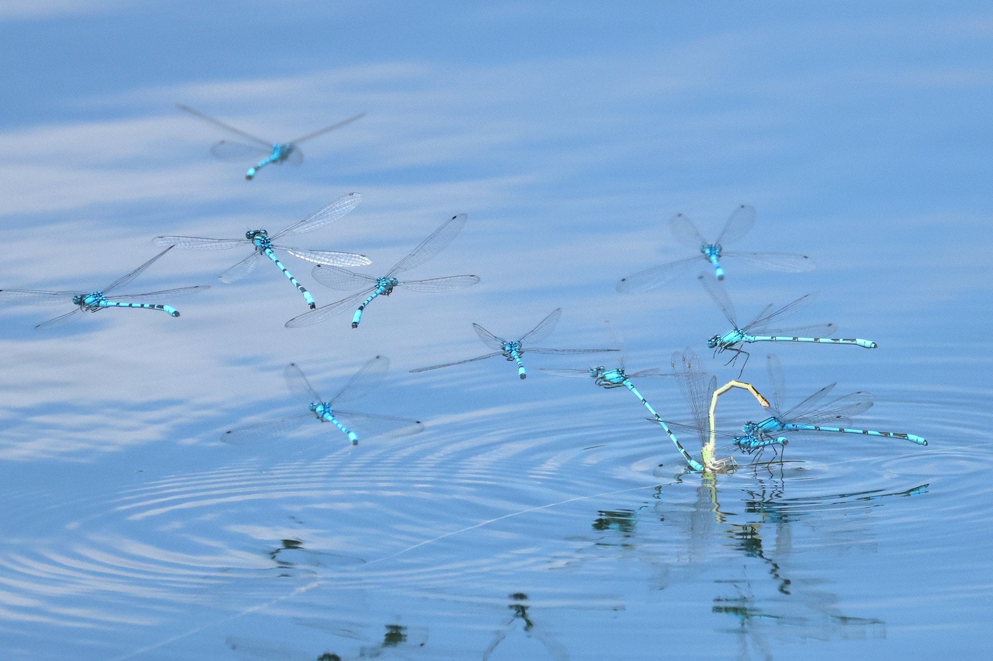 Con sus alas translúcidas y nervaduras perfectas, las libélulas parecen pensadas por el viento