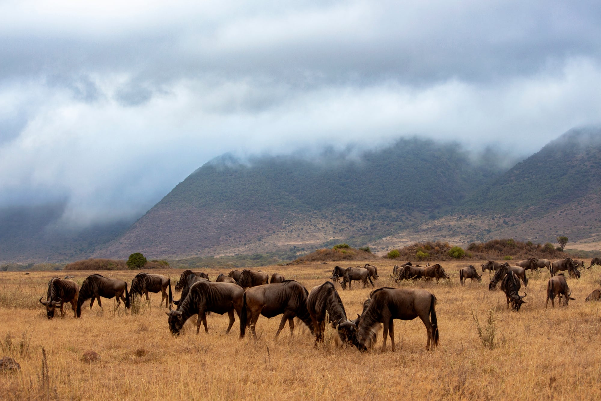 Ñus en el cráter del Ngorongoro, Tanzania