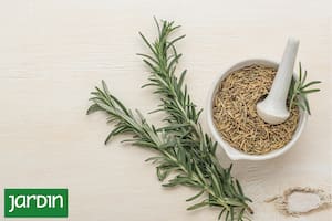 Cuál es la hierba que se planta en primavera y es anticancerígena