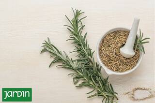 Cuál es la hierba que se planta en primavera y es anticancerígena