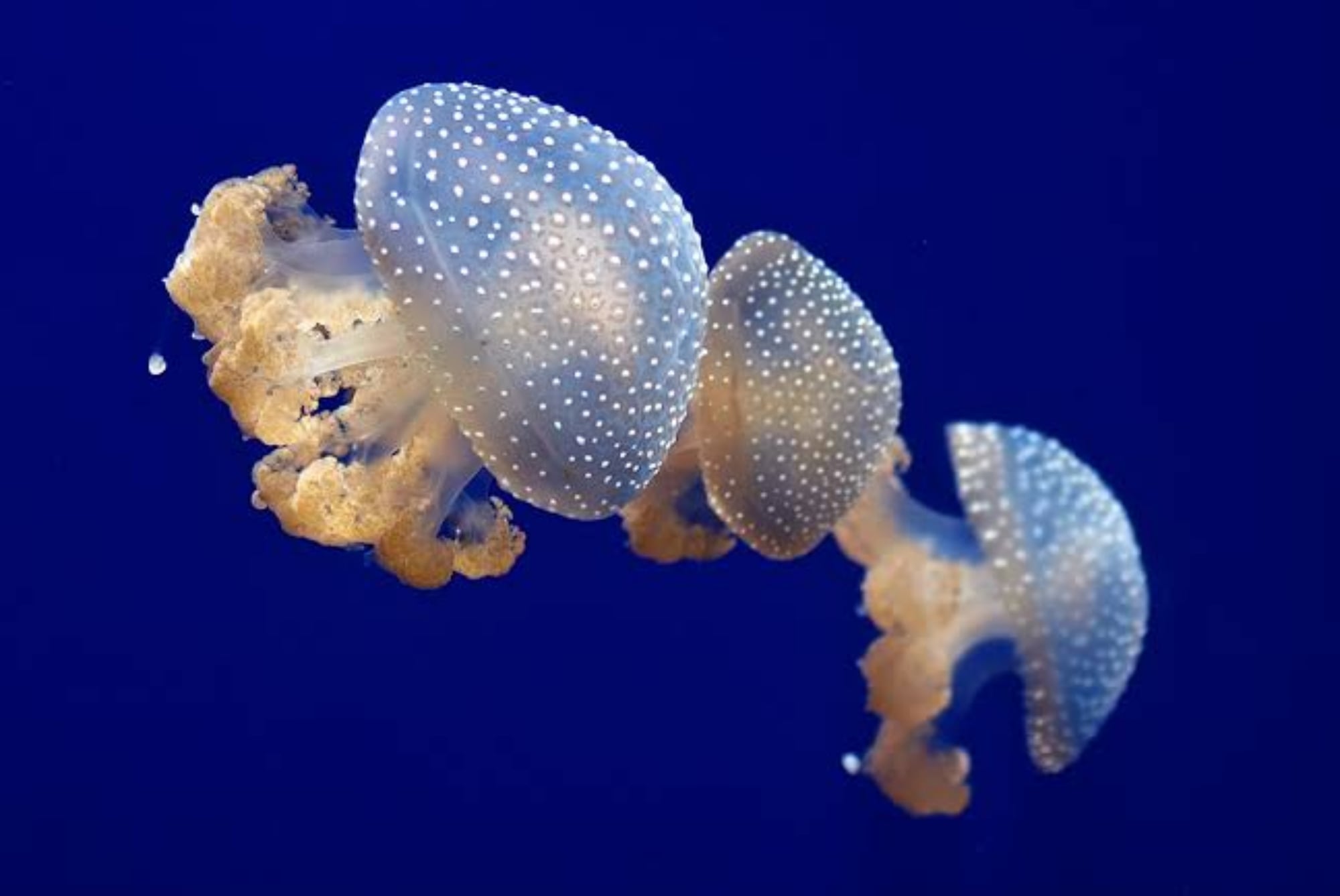 Las medusas australianas de manchas blancas no son peligrosas, pero se recomienda tener precauciones