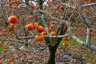 Kaki, la fruta de temporada que pocos conocen y gana fama en las verdulerías
