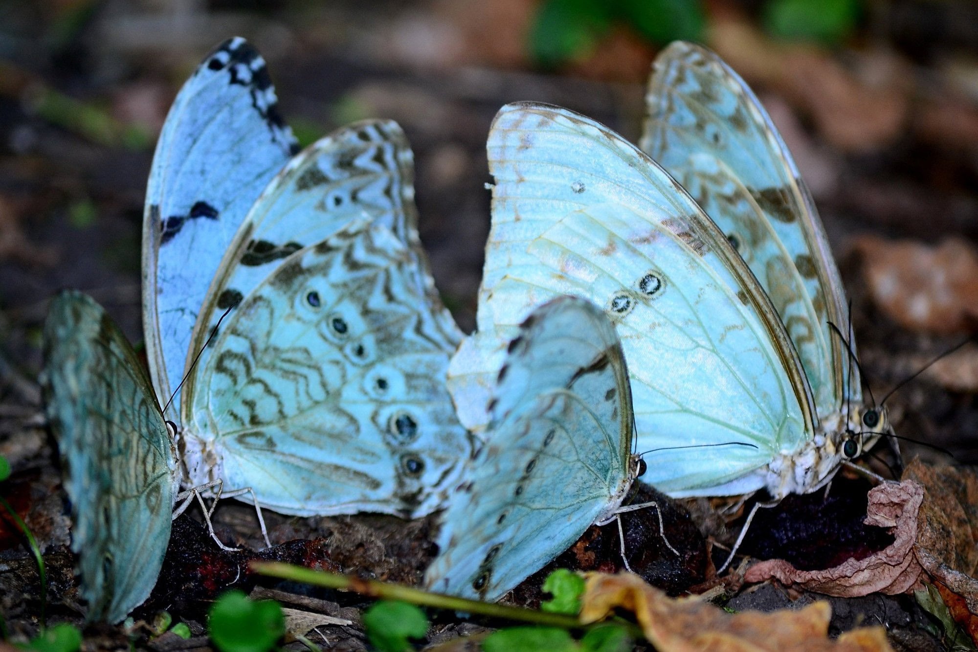Mariposa bandera Argentina