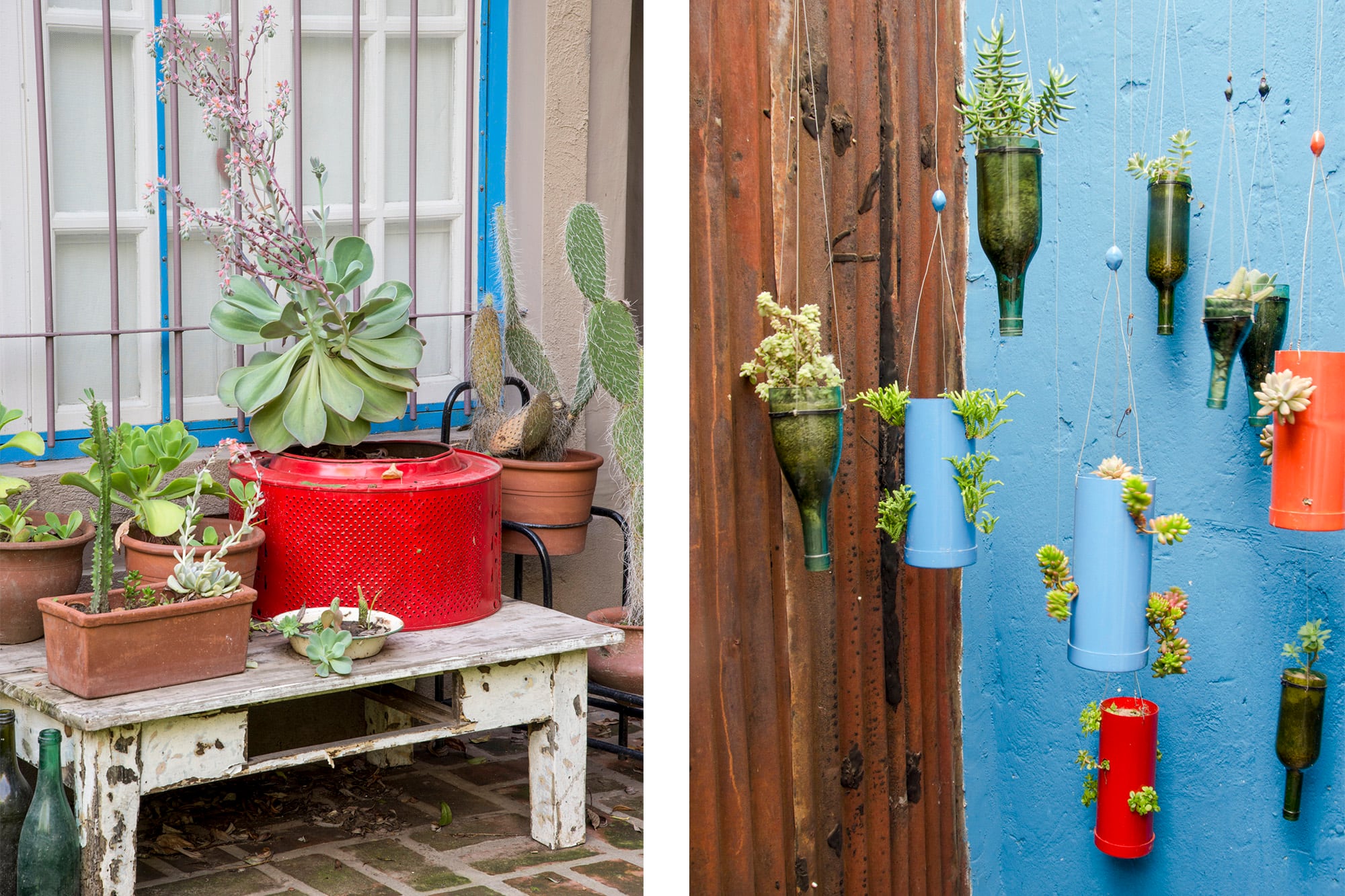 Ni la sombra, ni el cemento, ni el olvido: cuando una planta quiere vivir, lo hace hasta en la grieta de una pared