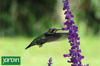 Con estas cinco flores te asegurás la visita de los picaflores a tu jardín