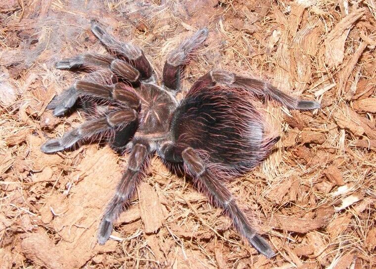 Tras depurar el veneno de la araña cangrejo (Vitalius wacketi), se obtiene una molécula capaz de eliminar las células cancerosas