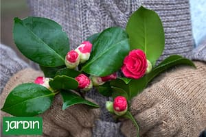 Claves para diseñar un jardín que no se apague en invierno