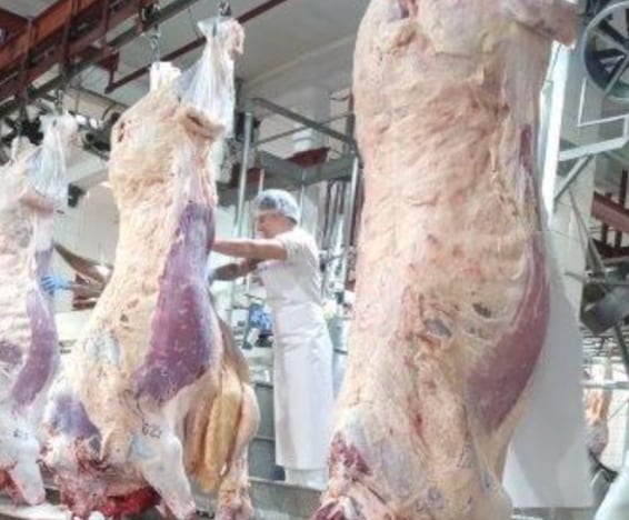 “Hacemos unos 10.000 novillos (6000 toneladas por año) y para cumplir con los compromisos estamos sacando aproximadamente entre 800 y 1000 novillos por mes”, cuenta