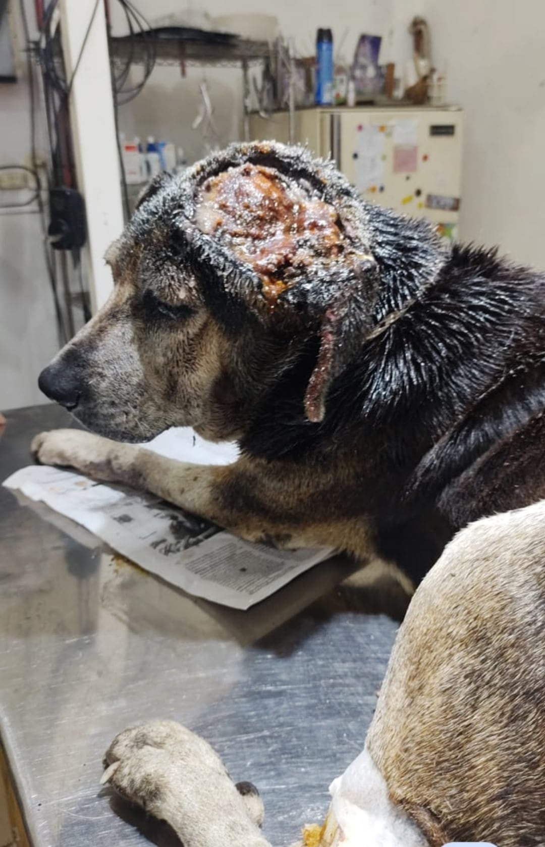 Por una “bichera” en la cabeza, lo espantaban y le tiraban insecticida hasta que alguien lo encontró agonizando: “Era un infierno de gusanos”