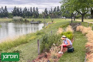 Las cinco especies que no fallan en jardines que dan a la laguna
