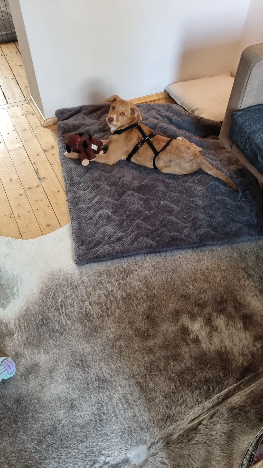 Contra todo pronóstico médico, la pata de Zena no solo mejoró, sino que volvió su estado normal.