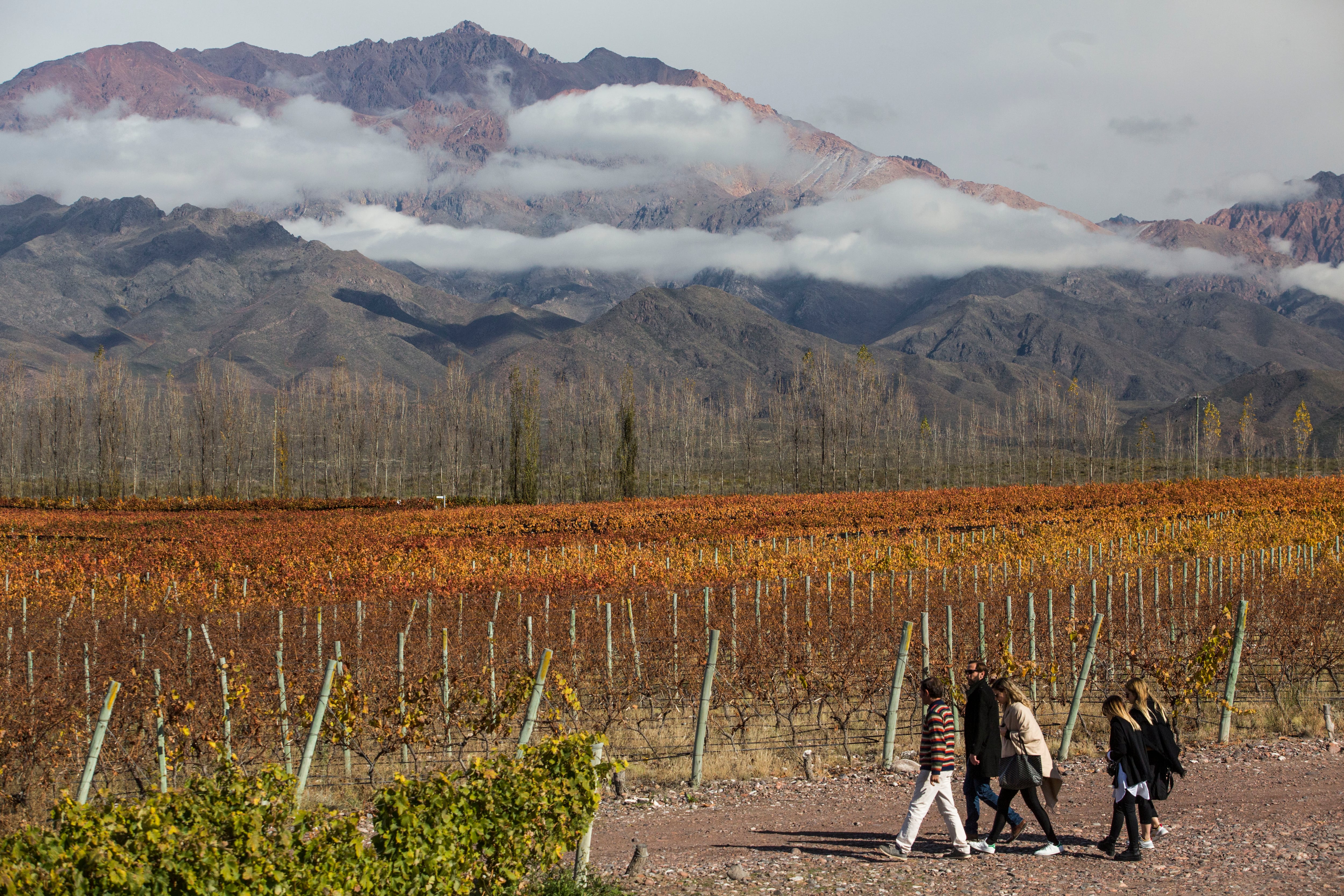 El proyecto ofrece la posibilidad de adquirir parcelas de viñedo orgánico dentro de la finca para elaborar vino.