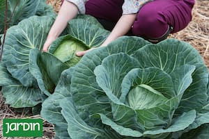 La receta gourmet y de bajas calorías para aprovechar el repollo de la huerta