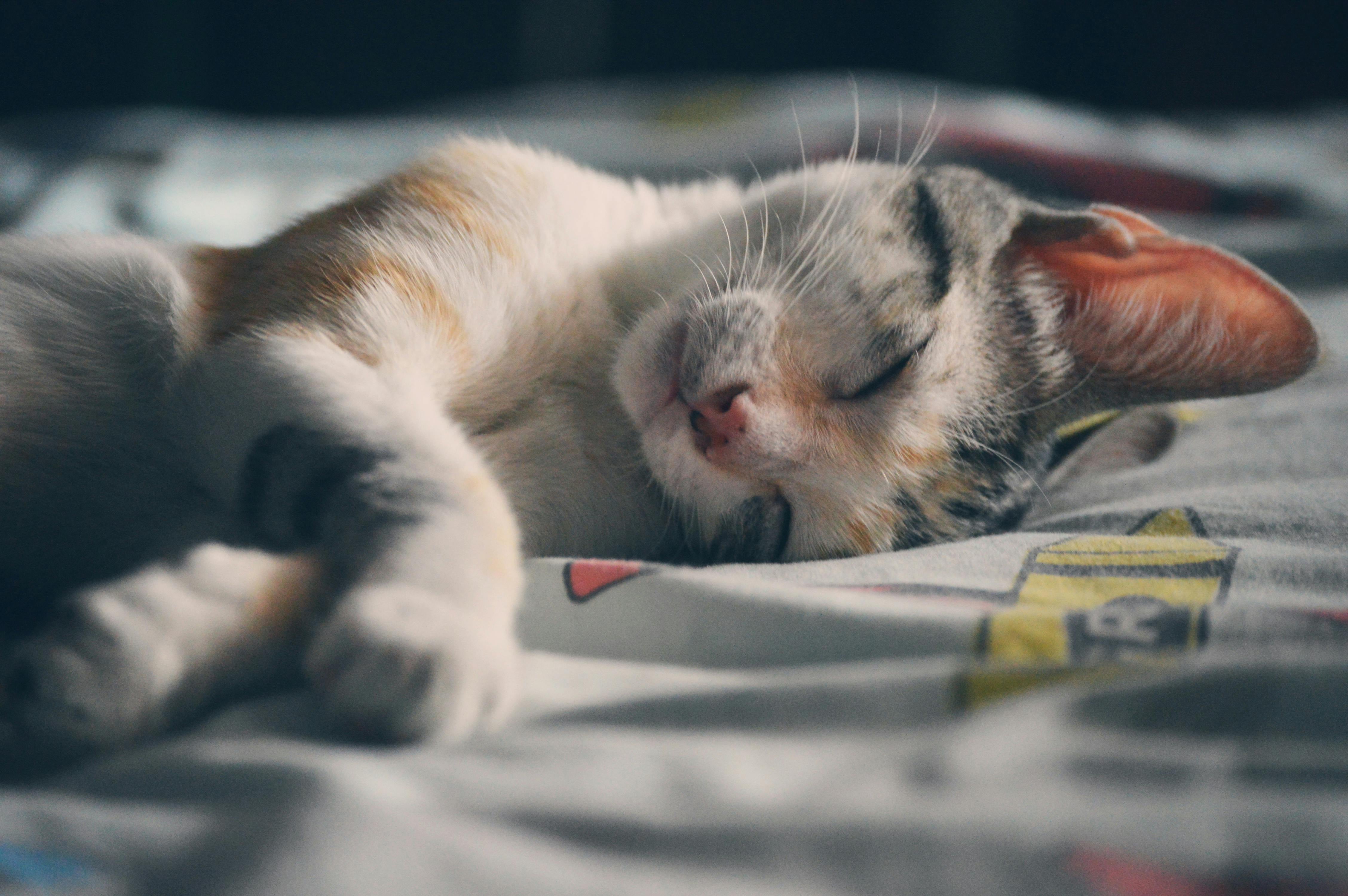 Cómo enseñarle a un gato a dormir en su cama