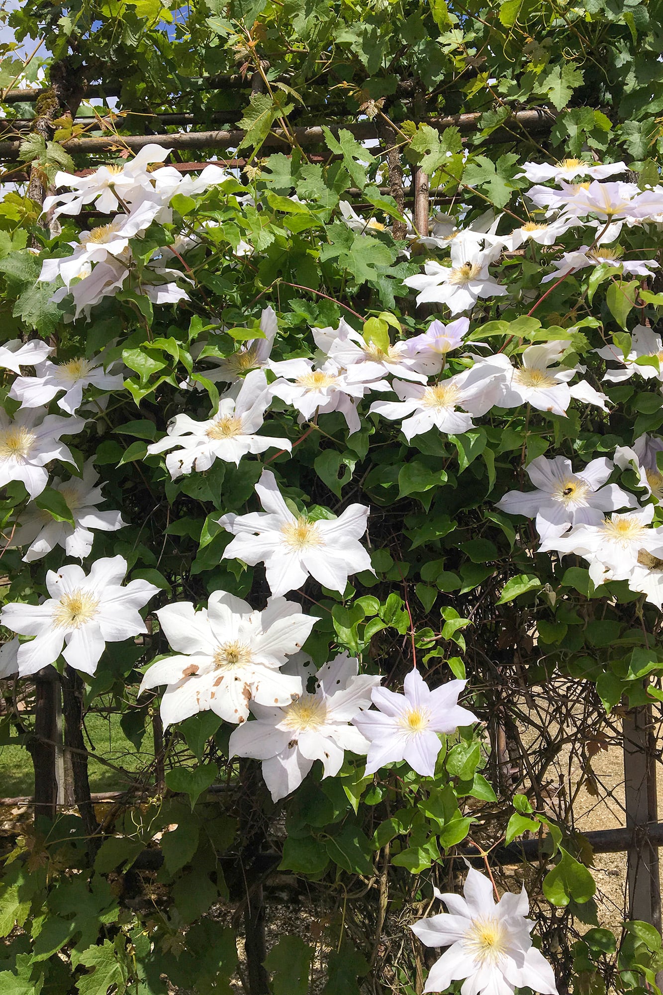 Clematis 'Madame Le Coultre' pasa inadvertida durante meses, pero cuando florece se convierte en una de las imágenes más impactantes del jardín