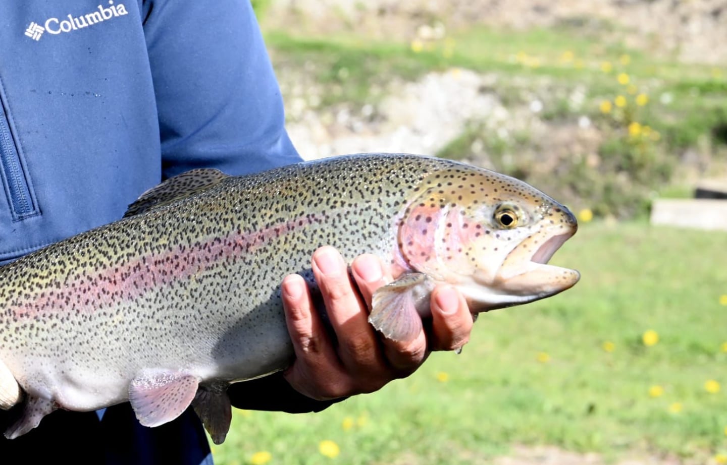 Abre paso al salmón: Tierra del Fuego aprobó una nueva ley de acuicultura y proyectan inversiones por hasta US$600 millones