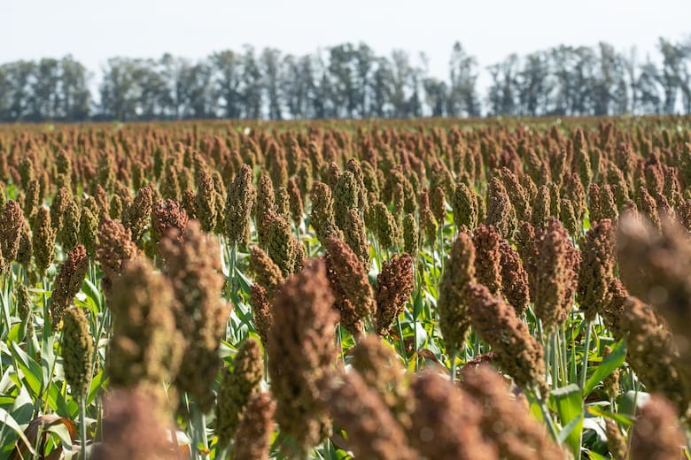 Sorgo 2024/25: una campaña histórica que promete crecimiento y oportunidades
