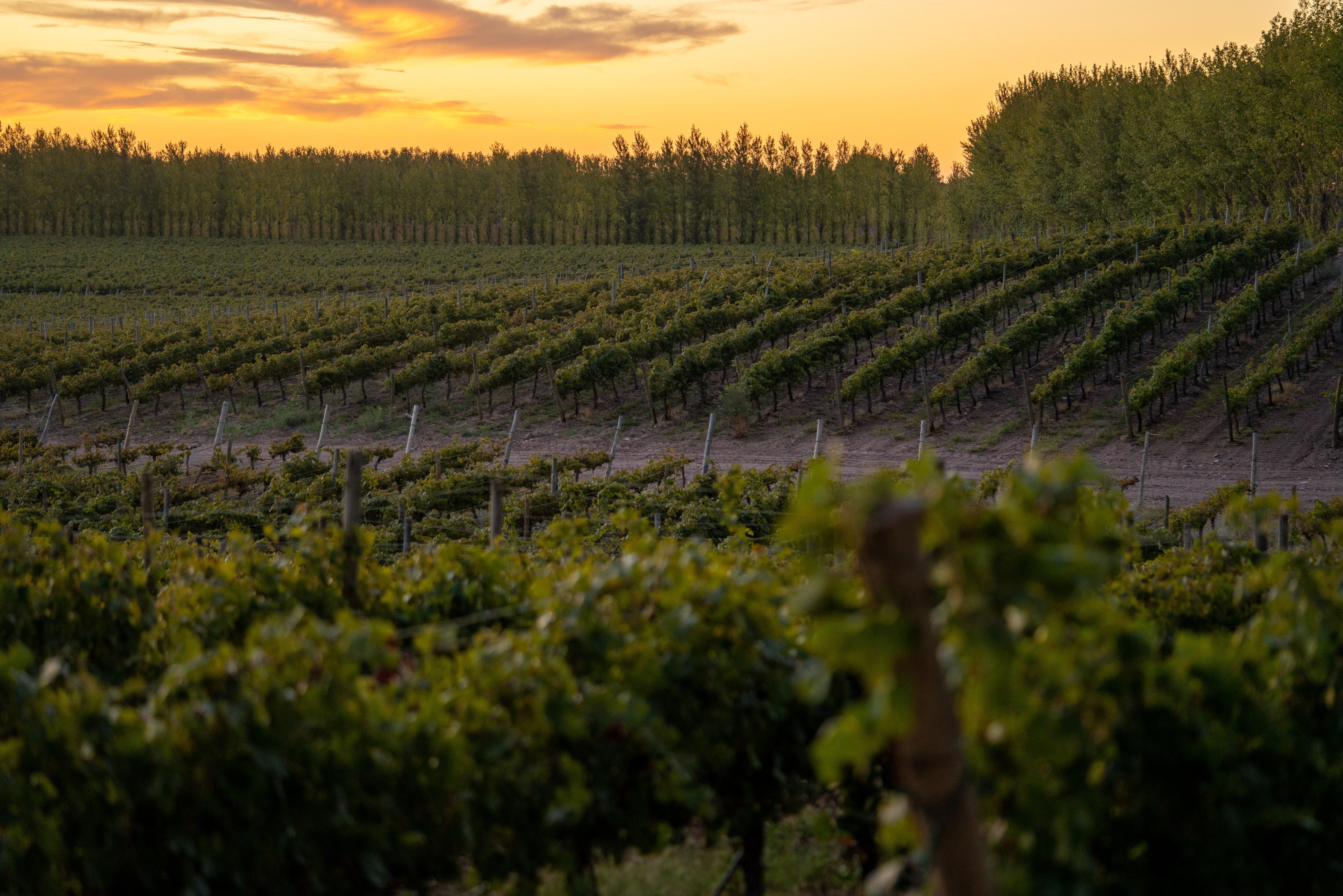 Paisaje de los viñedos de Bodega Del Fin del Mundo en San Patricio del Chañar, Neuquén