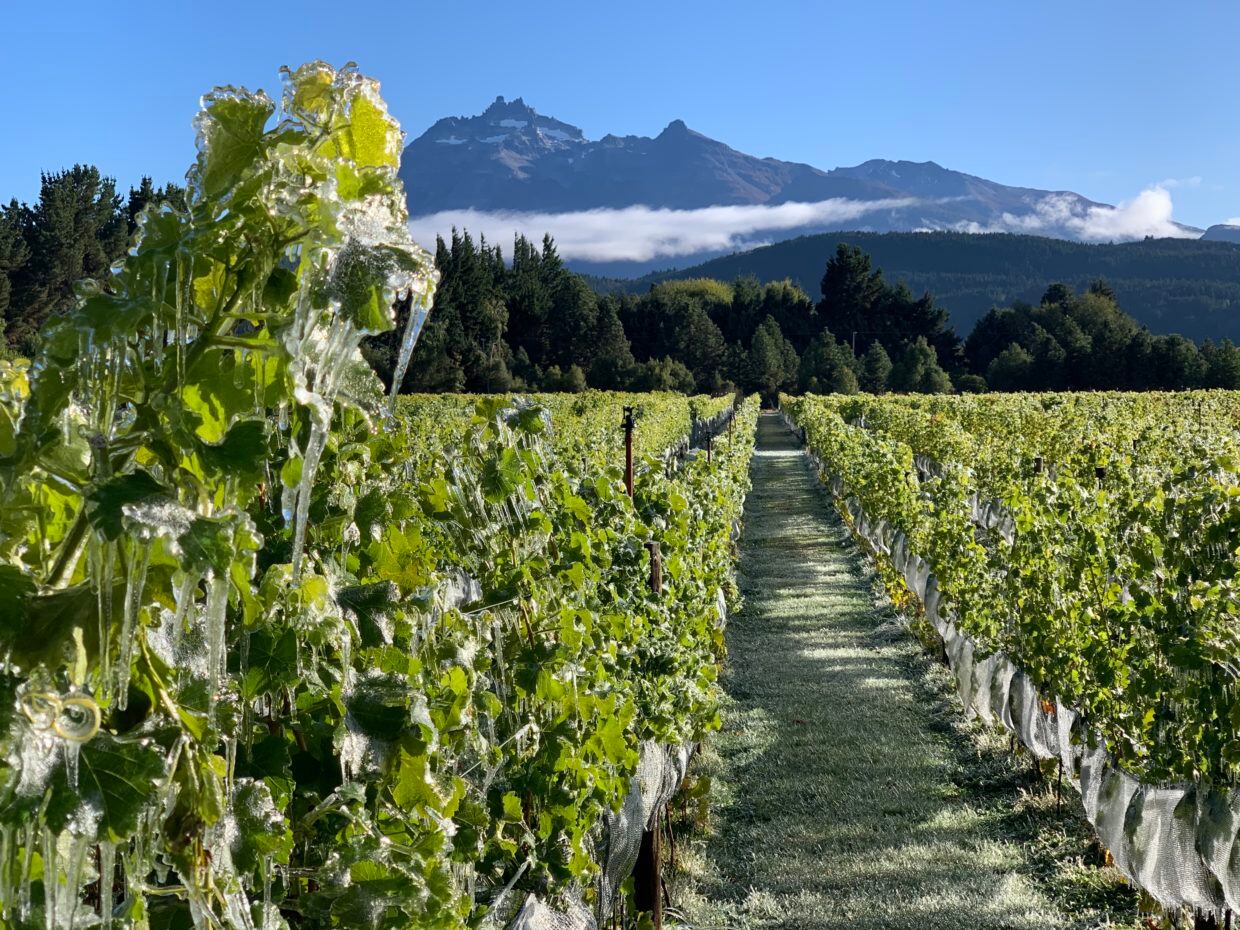 Viñas patagónicas con vinos únicos y visitas guiadas