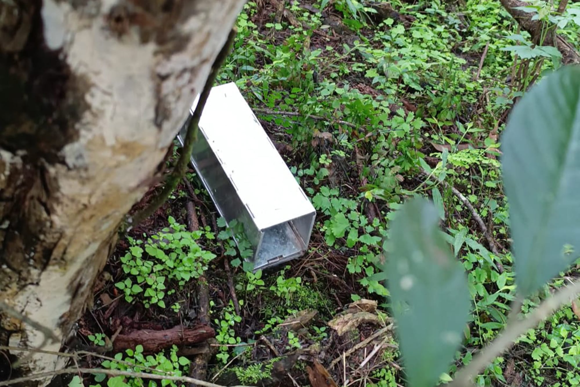 Los investigadores colocaron trampas durante tres días y capturaron 60 roedores silvestres