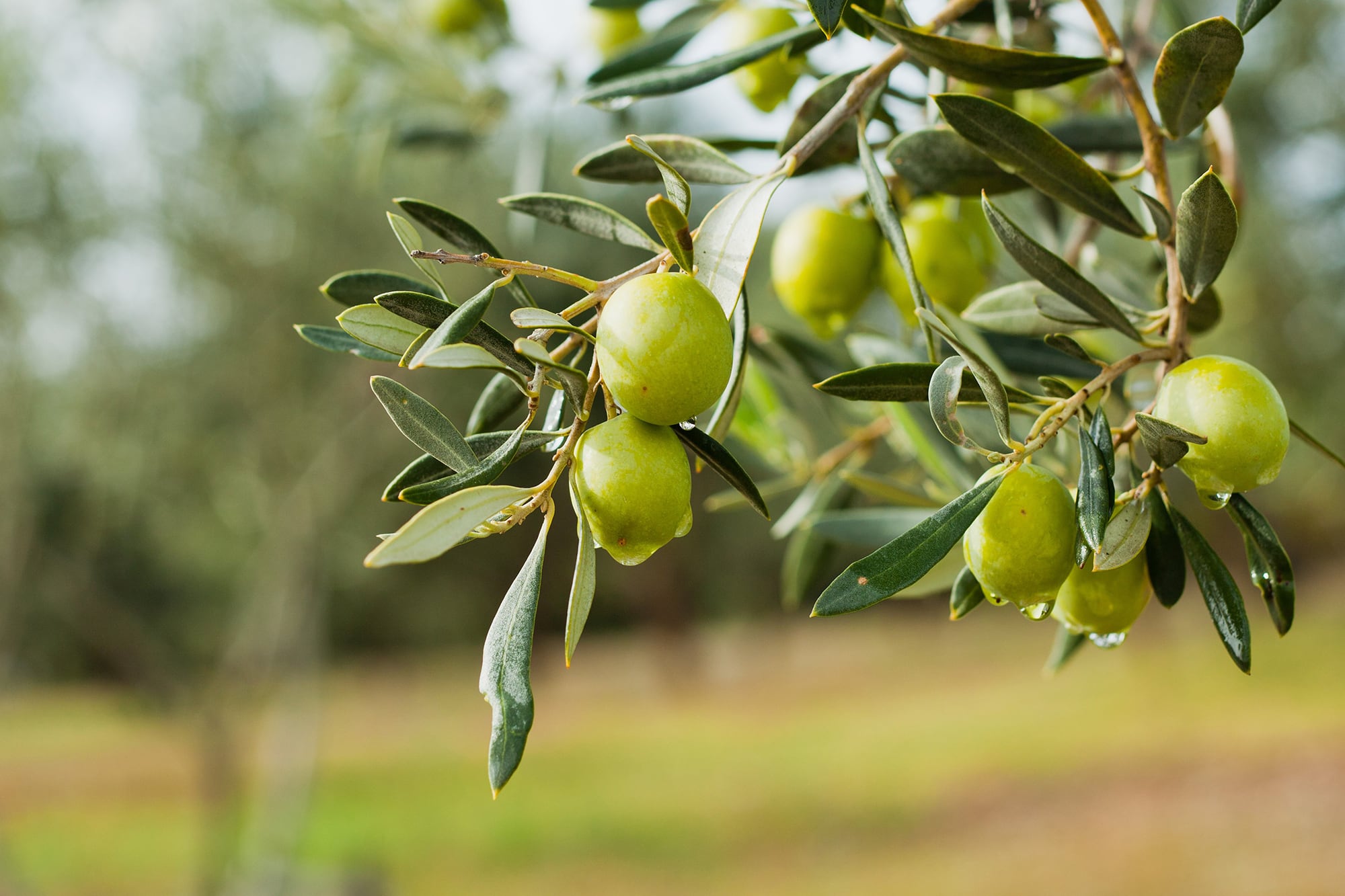 Escapada: el nuevo circuito turístico para los fanáticos del aceite de oliva, entre campos bonaerenses
