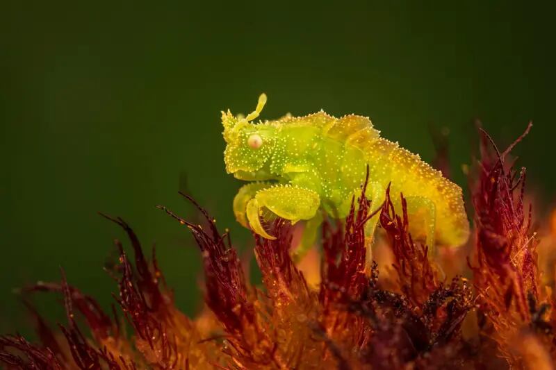 Una ninfa de chinche de emboscada espera inmóvil dentro de una flor