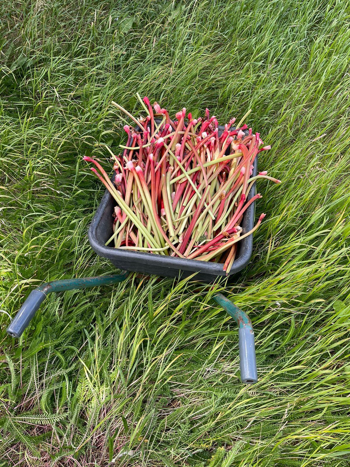 El ruibarbo se produce en Alaska y en la Argentina es habitual encontrarlo en la Patagonia donde se siembra en primavera y se cosecha en verano