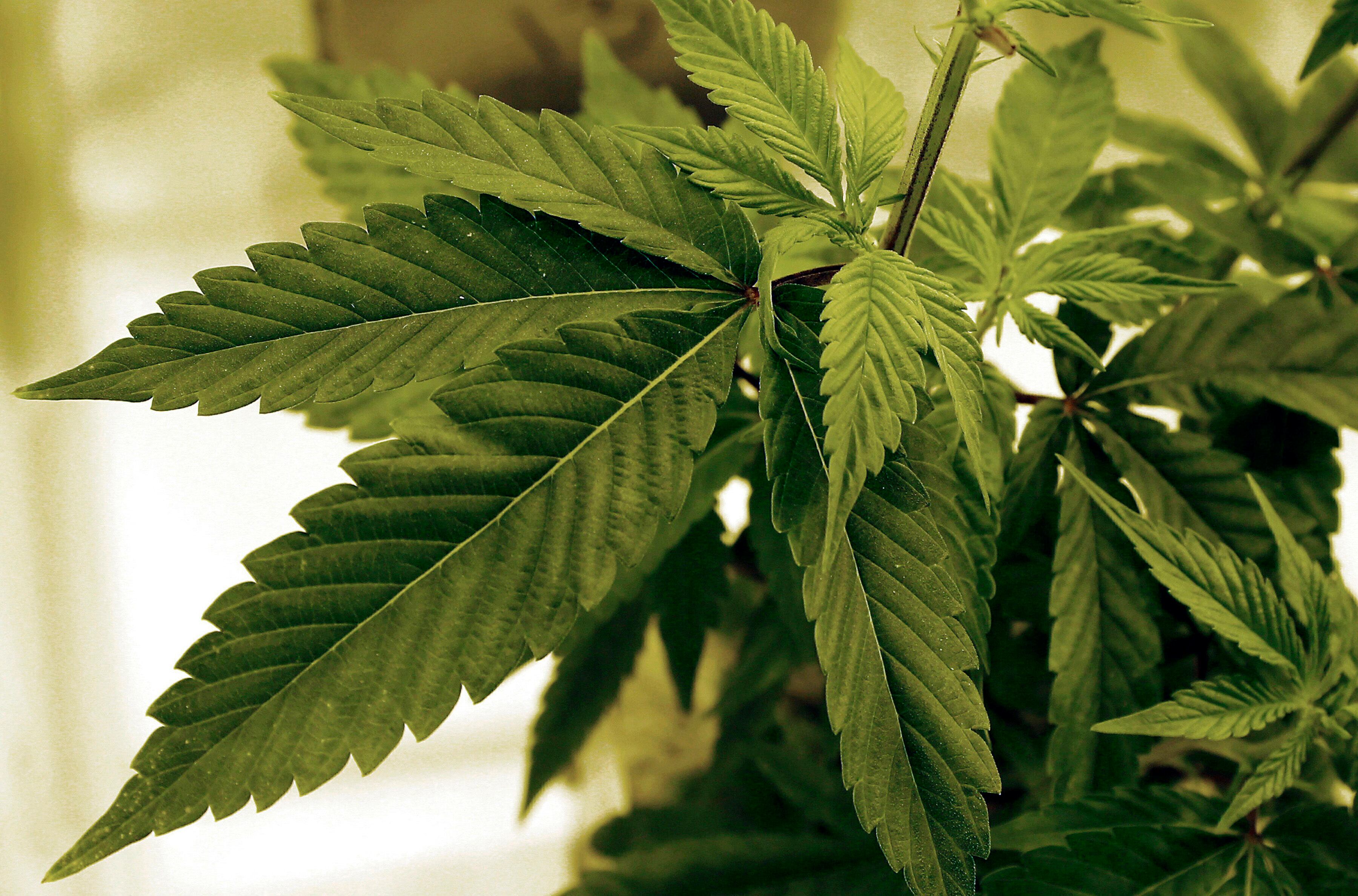 Las formulaciones de cannabis utilizadas fueron provistas por la empresa pública jujeña Cannava SE