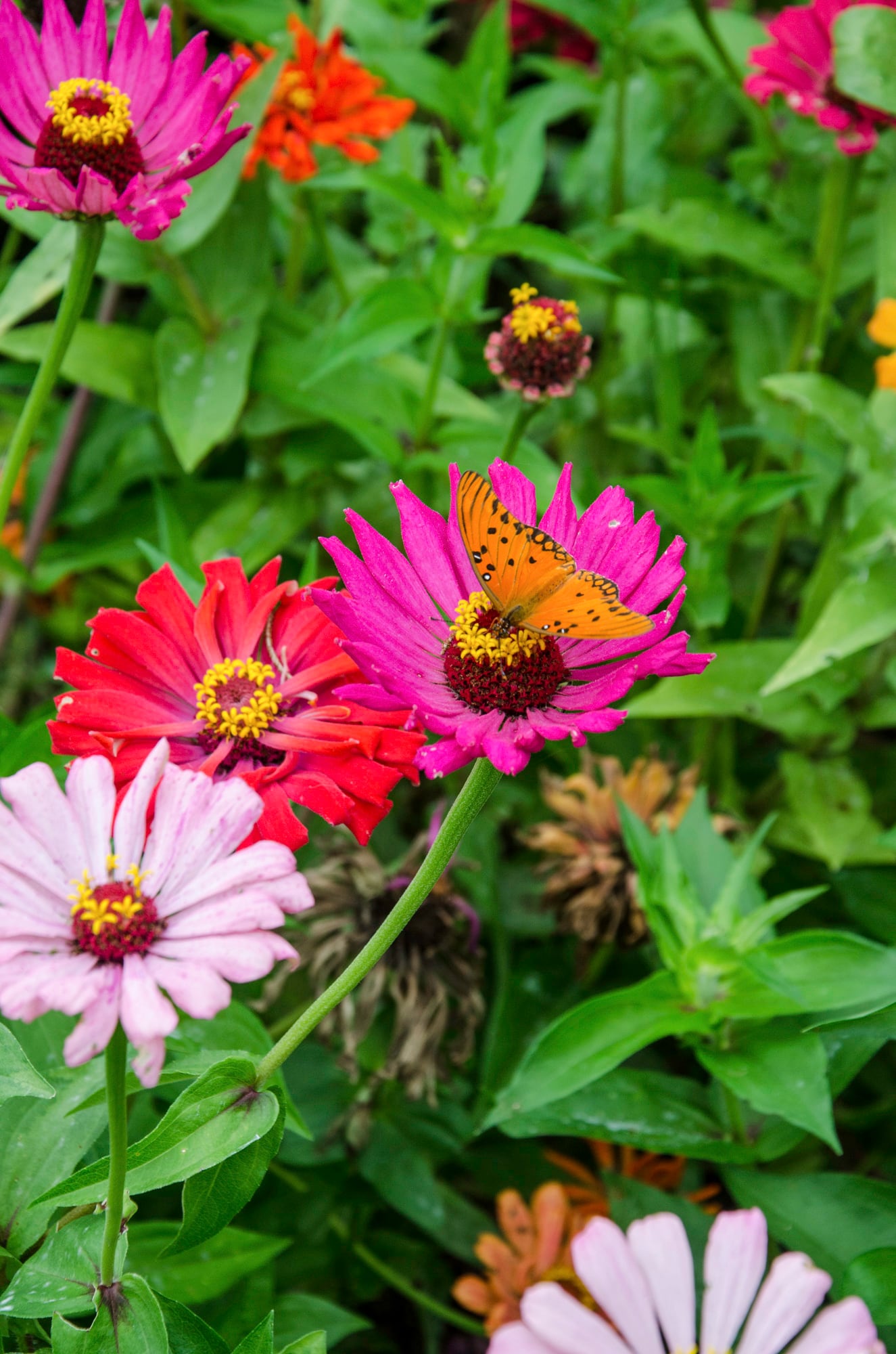 Las cinco plantas para sembrar en noviembre y disfrutar de un jardín colorido en verano 6 Ideal para atraer mariposas y abejas al jardín