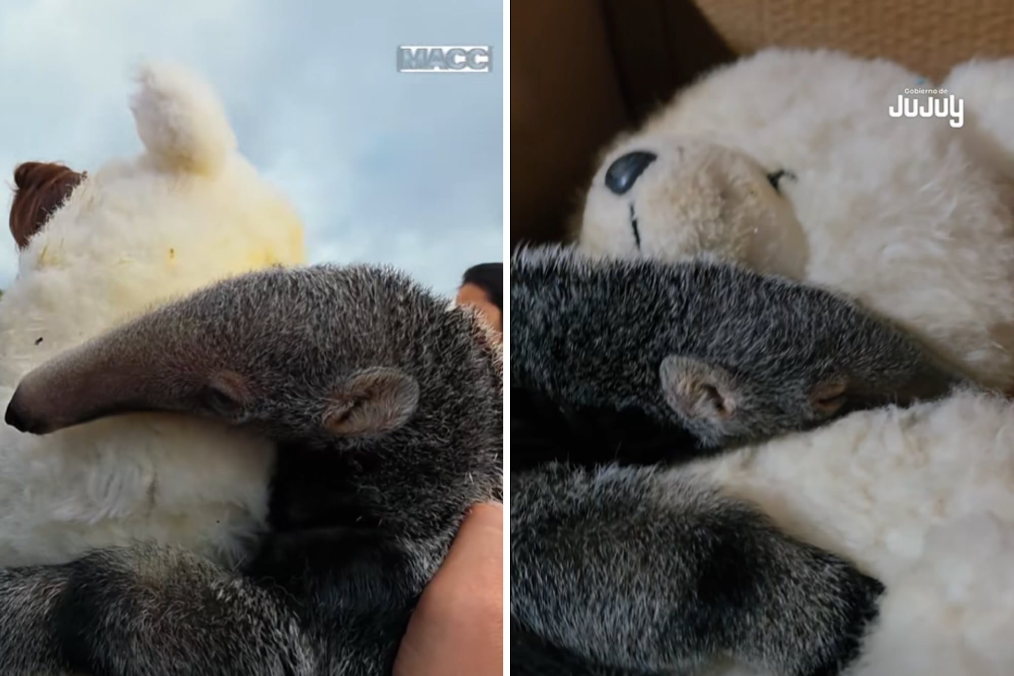 Para emular a su madre: el oso hormiguero bebé que quedó huérfano y vive abrazado a un oso de peluche