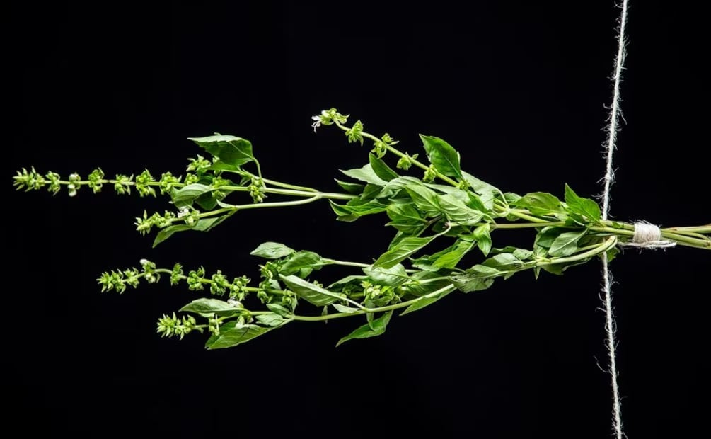 La albahaca sirve para tratar gripes, resfriados y bronquitis, combatir la ansiedad, la depresión y el insomnio