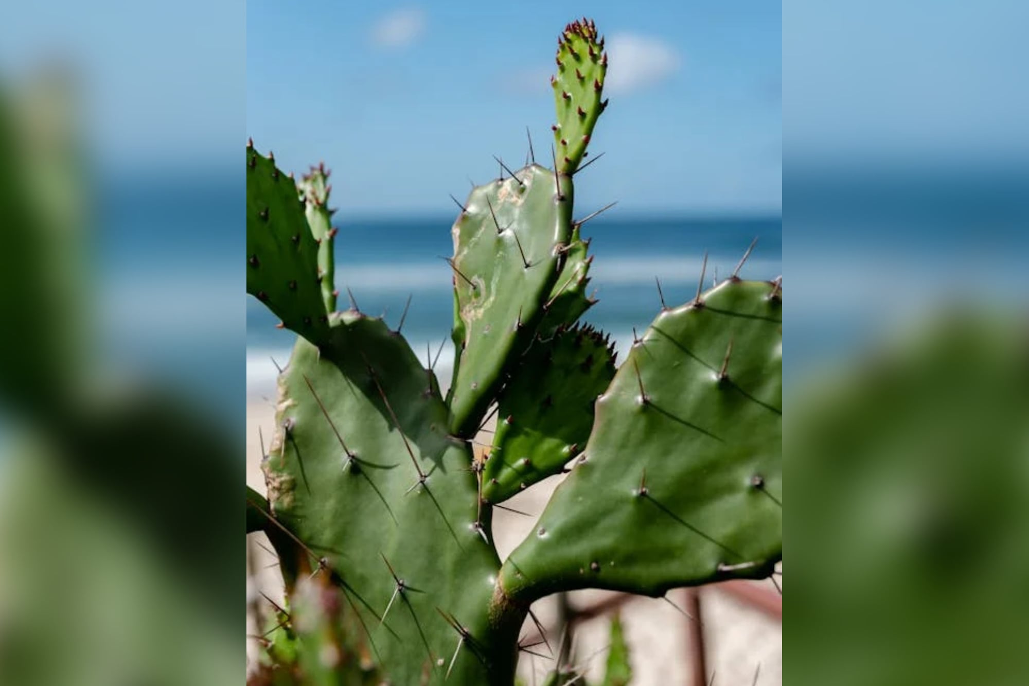 Los nopales crecen en diversos lugares de México (Foto Pexels)